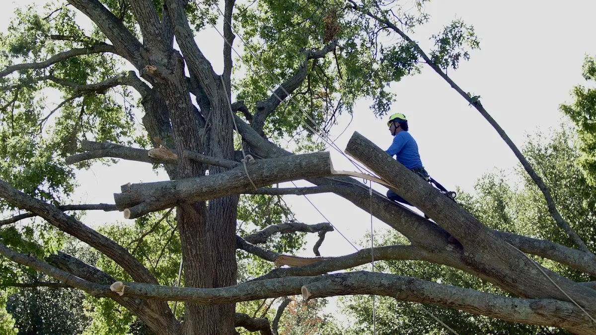 Professional Crown Thinning performed by certified arborists in Rodman