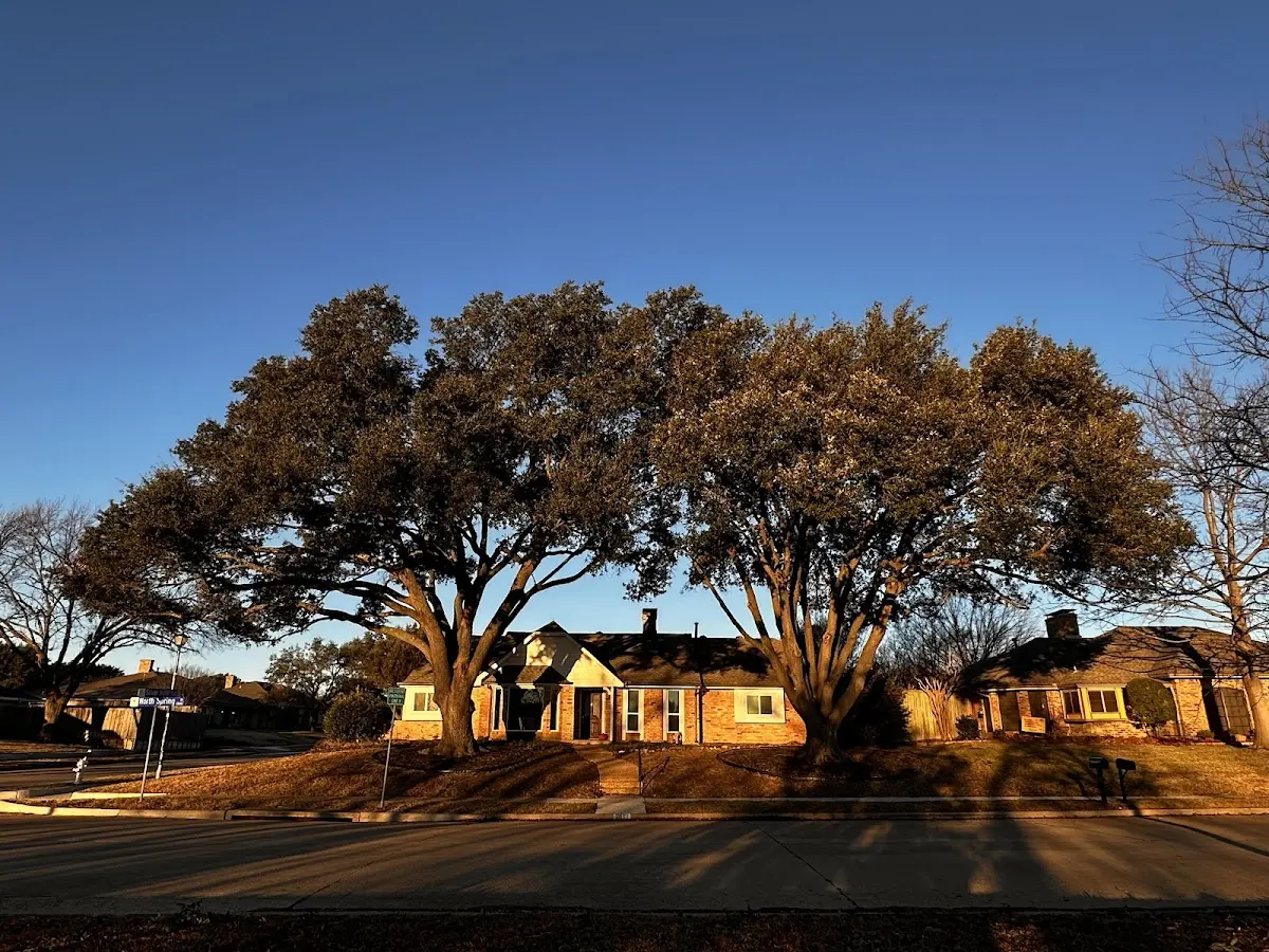 Established residential canopy tree shading a home in Rodman